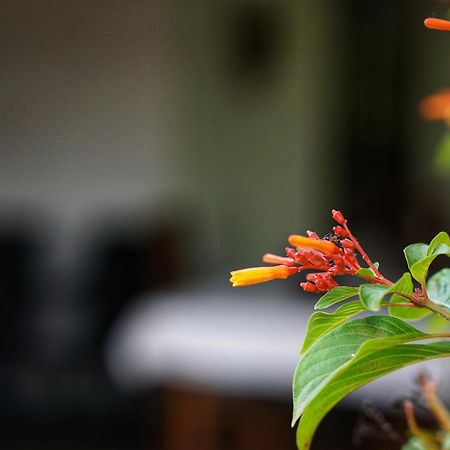 Sashini Homestay Sigiriya Exteriör bild